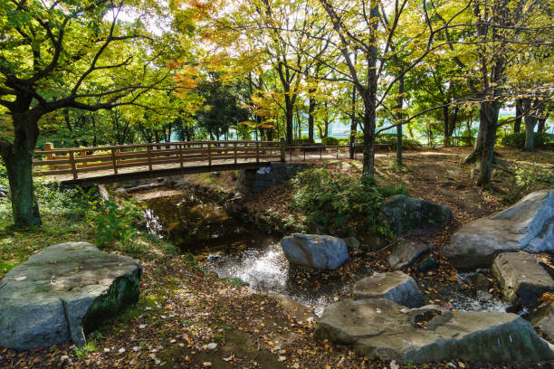 istock Tokyo autumn leaves 873434642