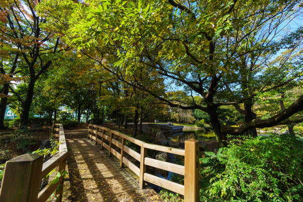 istock Tokyo autumn leaves 873434654