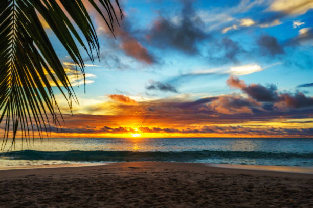 istock looking through palm leaf at sunset at anse georgette,praslin,seychelles 14 873434798