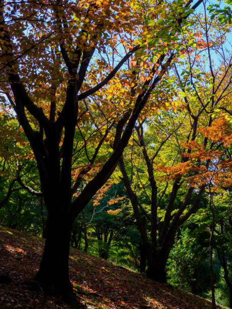 istock Tokyo autumn leaves 873435954