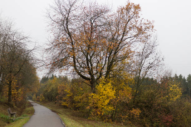 istock foggy autumn trees and leaves 873438232