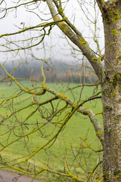 istock foggy autumn trees and leaves 873438470