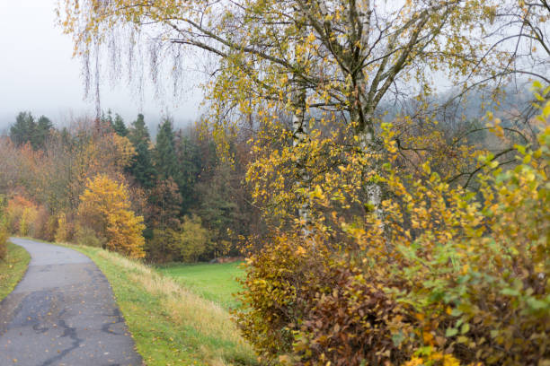 istock foggy autumn trees and leaves 873438488