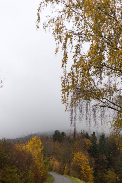 istock foggy autumn trees and leaves 873438492