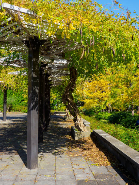 istock Tokyo autumn leaves 873441276