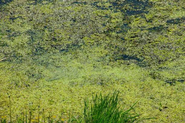 istock Green duckweed on the water surface 873441600