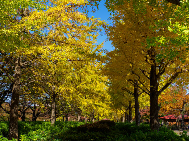 istock Tokyo autumn leaves 873444438