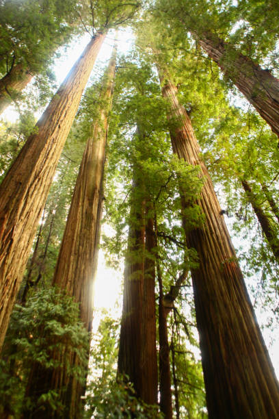 sequoias gigantes alto da torre para o céu de primavera - ancient tree usa california - fotografias e filmes do acervo