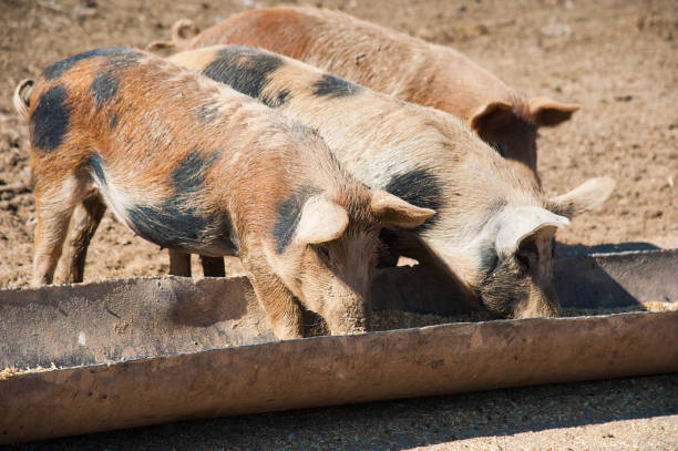 istock Domestic pigs on a farm 873447868