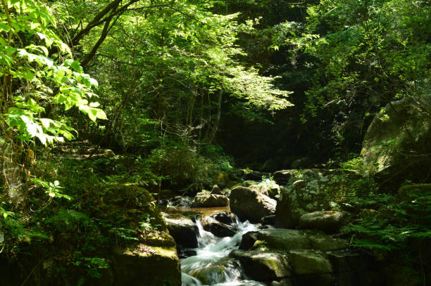 istock In the forest where sunlight shines, water flowing on the rock 873448238