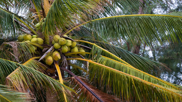 istock Group of coconut on a coconut tree. 873448438