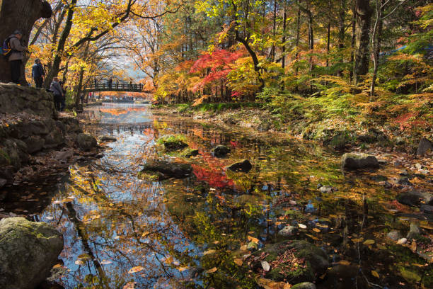 Baegyangsa, Jangseong Korea - November 11th 2017, Photographers shooting the late Autumn colors in Baegyangsa Korea. 백양사 한국