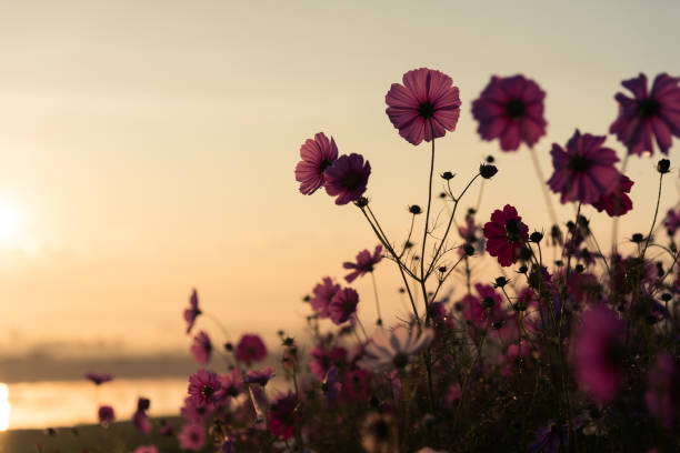 the cosmos flower of grassland in the park - mountain sunset heaven flower imagens e fotografias de stock