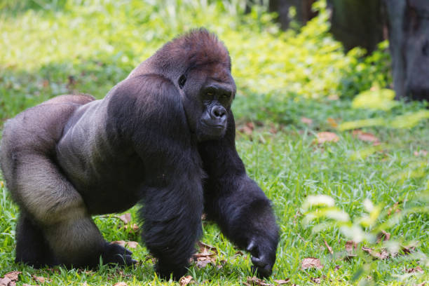 istock Young Lowland Silverback Gorilla on patrol 873458498