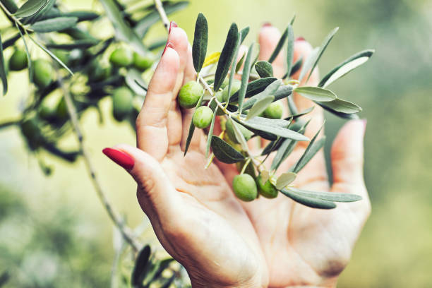 istock Green olives grow on a tree, in the autumn. 873458866