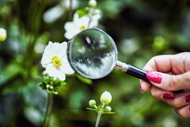 istock magnifier on a background of green vegetation 873459246