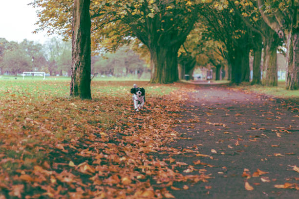 istock Dog in park on a walk 873465506