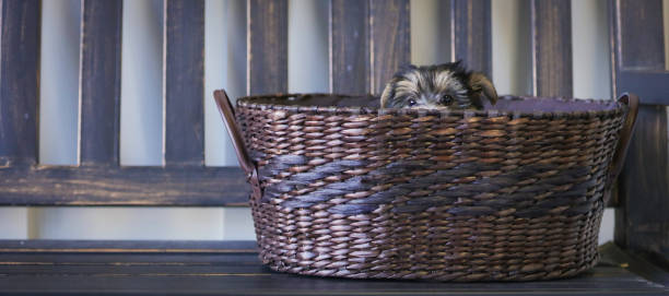 istock Bichon Yorkie puppy in basket 873468162
