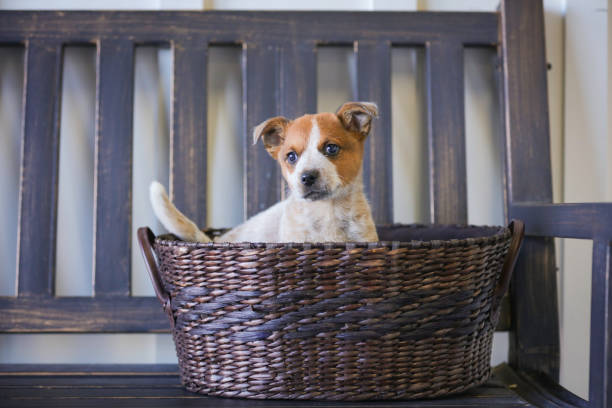 An elderly dog sits in a bicycle basket, safe transportation of an animal in a bicycle basket. City lifestyle, friendship with dog, pet