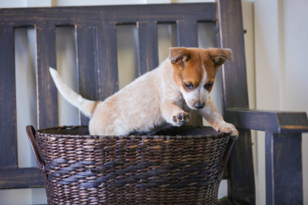 istock Heeler puppy in basket 873468334