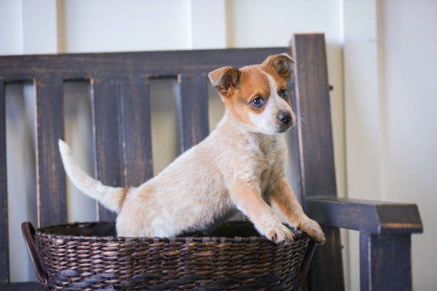 istock Heeler puppy in basket 873468388