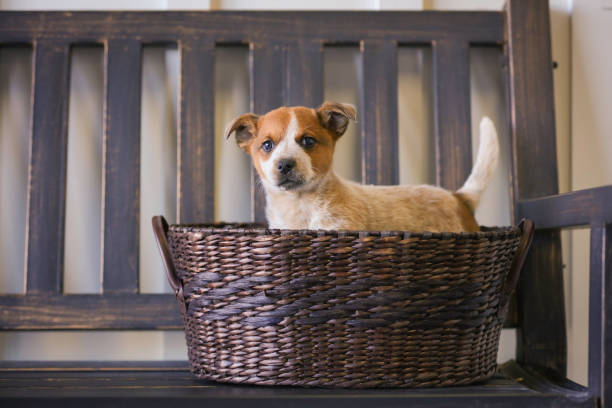 istock Heeler puppy in basket 873468440