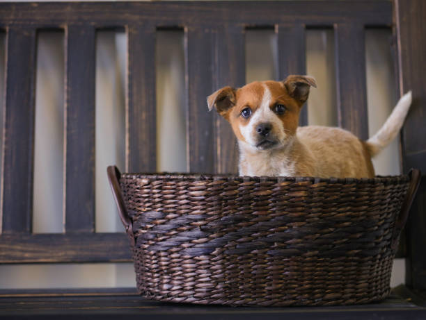 istock Heeler puppy in basket 873468456