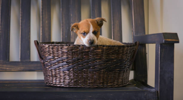 istock Heeler puppy in basket 873468468