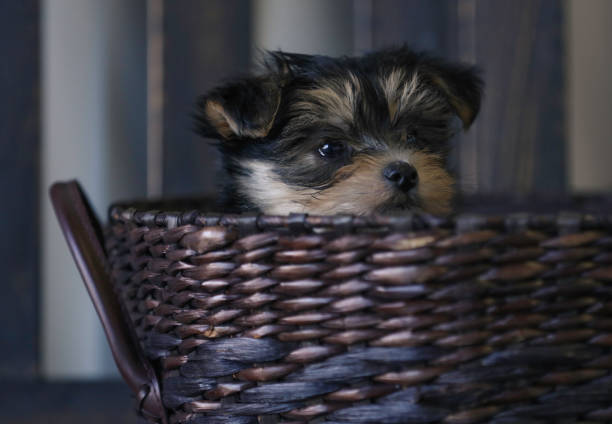 istock Bichon Yorkie puppy in basket 873468480