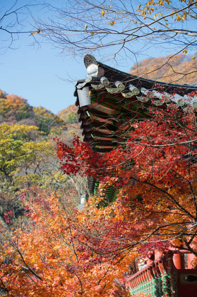 istock Autumn in Korea 873469118
