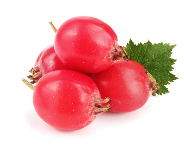 istock Hawthorn berry with leaf isolated on white background close-up 873472200