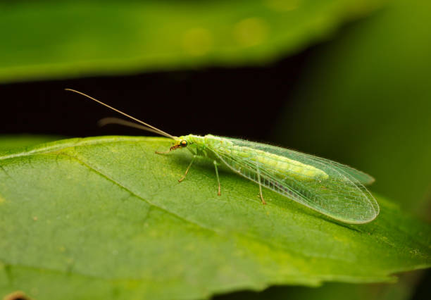 istock Golden-eyed fly 873472402