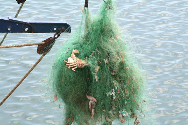 Detail of tangled green fishing nets with crabs, fish The Detail of tangled green fishing nets with crabs, fish ballast water stock pictures, royalty-free photos & images