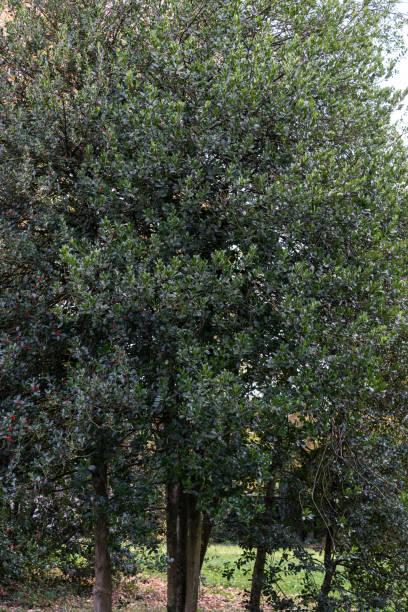 istock big green tree in park seen at early autumn 873473824