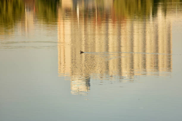Human beings live in harmony with wild birds.