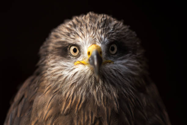 istock The black kite portrait (Milvus migrans) 873477628