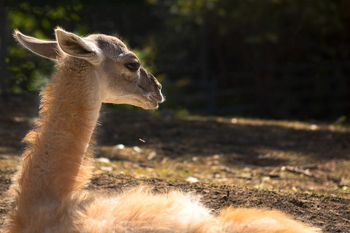 Fluffy young lama lighted by backlight in nature