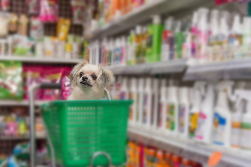 Dog so cute mixed breed with Shih-Tzu, Pomeranian and Poodle wait a pet owner for shop a pet food (Dog, Cat and other) on pet goods shelf in pet shop.