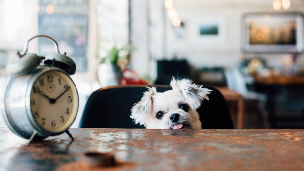 Sweet dog so cute mixed breed with Shih-Tzu, Pomeranian and Poodle looking something in a coffee shop cafe with a clock vintage style stock photo