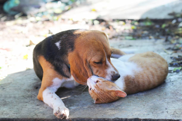 istock Beagle dog and brown cat. 873484040