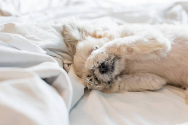 dulce perro tan lindo raza mezclada con el sueño de shih-tzu, pomerania y caniche miente en una cama de velo blanco - shih tzu cute animal canine fotografías e imágenes de stock