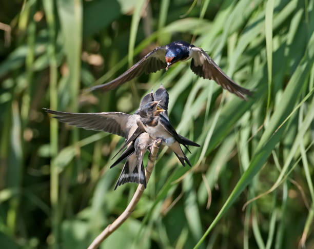 istock Adult barn swallow feeding chicks from air. 873484324