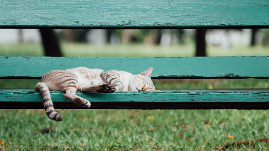Cat is a animal type mammal and pet so cute gray color sleeping for relax on a outdoor green wooden chair at park with green nature