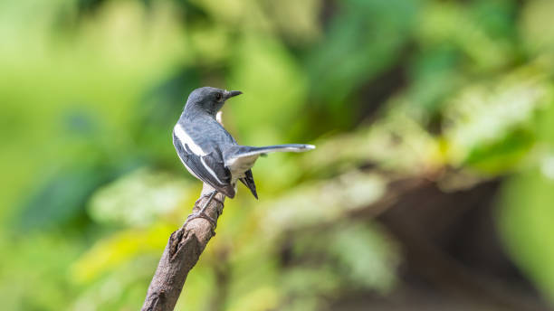 istock Bird (Oriental magpie-robin or Copsychus saularis) female black and white color perched on a tree in a nature wild 873484578