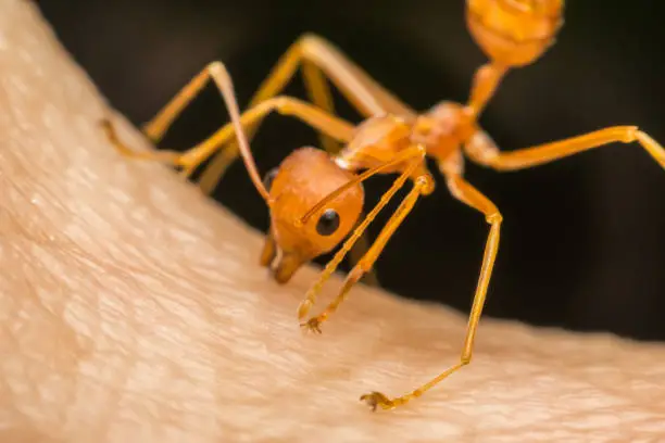 Macro of ant (Red Ant or Green Tree Ant) biting on the human skin for self-defense or self-protection from human