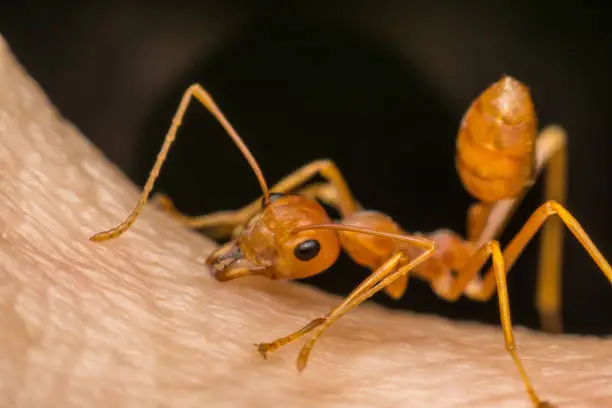 Macro of ant (Red Ant or Green Tree Ant) biting on the human skin for self-defense or self-protection from human
