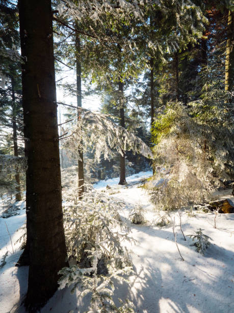 istock Winter landscape in a mountain forest 873487170