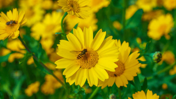 istock Wasp resting on a big yellow daisy flower in a sunny day. 873487728