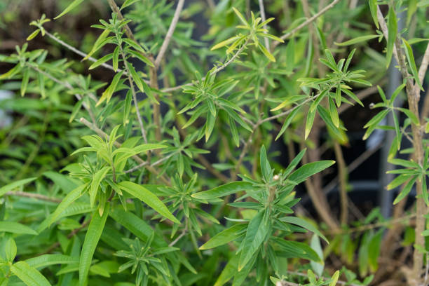 istock bubble gum plant lippia polystacha close up with leaf 873488768