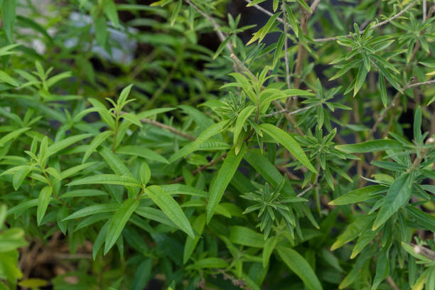 bubble gum plant lippia polystacha close up with leaf